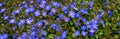 Tiny blue flowers of Veronica plants ground cover blooming in a spring garden, as a nature background Royalty Free Stock Photo