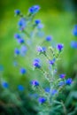 Tiny blue forest flowers Royalty Free Stock Photo