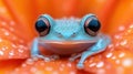 Tiny blue frog on orange flower Royalty Free Stock Photo