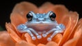 Tiny blue frog on orange flower (1 Royalty Free Stock Photo