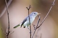 A blue-gray gnatcatcher perched on a small twig Royalty Free Stock Photo