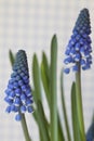 Tiny Blue Muscari Flowers In Spring