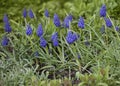 Tiny Blue Muscari Flowers In Spring