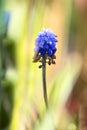 A mouse hyacinth, or Muskari, is a small spring bloom of blue color