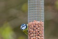 Tiny Blue Tit on a bird feeder suspended from its side with a blurred background Royalty Free Stock Photo