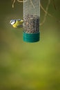 Tiny Blue tit on a feeder in a garden