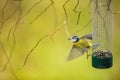 Tiny Blue tit flying away from a feeder in a garden