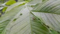 Tiny blue turquise spider on green leaf tropical nature life