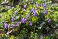 Blue violets flowers Royalty Free Stock Photo