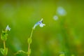 Tiny blue-white flower of Lindernia rotundifolia commonly known as Roundleaf Lindernia or Roundleaf Flase Pimpernel from Western Royalty Free Stock Photo