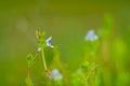 Tiny blue-white flower of Lindernia rotundifolia commonly known as Roundleaf Lindernia or Roundleaf Flase Pimpernel from Western Royalty Free Stock Photo