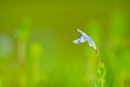 Tiny blue-white flower of Lindernia rotundifolia commonly known as Roundleaf Lindernia or Roundleaf Flase Pimpernel from Western Royalty Free Stock Photo