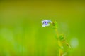 Tiny blue-white flower of Lindernia rotundifolia commonly known as Roundleaf Lindernia or Roundleaf Flase Pimpernel from Western Royalty Free Stock Photo