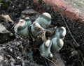 Tiny Blue & White Fungi