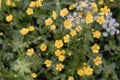 Tiny blue wildflowers growing in the green grass. Directly above shot. Nature floral background. Royalty Free Stock Photo