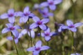 Tiny Bluet Wildflowers - Houstonia Pusilla