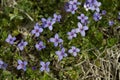 Tiny Bluet Wildflowers - Houstonia pusilla Royalty Free Stock Photo