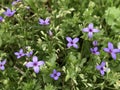 Tiny Bluet Wildflowers - Houstonia pusilla and Chickweed - Stellaria media
