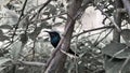 tiny bluish green color migrating bird called hummingbird in black and white background