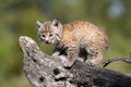 Tiny Bobcat Kitten Royalty Free Stock Photo