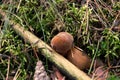 A tiny boletus hidden among twigs and moss