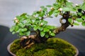 Tiny bonsai apple tree on display in Grand Rapids Michigan