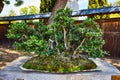 Tiny bonsai forest in single pot with multiple trees in front of dark wooden fence