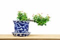 Tiny bonsai with red flowers in blue porcelain on wooden tabletop