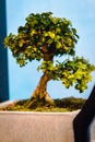 Tiny bonsai tree being shown at the Frederik Meijer Gardens