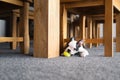 Tiny Boston Terrier puppy holds a miniature tennis ball toy in her mouth whilst she squeezes under the bottom of a wooden chair Royalty Free Stock Photo