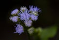 Tiny bouquet of wild artsy colorful flowers in macro. Fine Art.