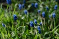 Tiny bright blue flowers and green grass Royalty Free Stock Photo