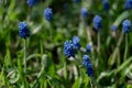 tiny bright blue flowers and green grass Royalty Free Stock Photo