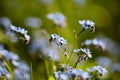 Tiny bright blue forget me not flowers, close-up, selective focus with bokeh green background Royalty Free Stock Photo