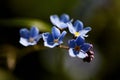 Tiny bright blue forget me not flowers, close-up, selective focus with bokeh green background Royalty Free Stock Photo