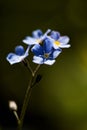 Tiny bright blue forget me not flowers, close-up, selective focus with bokeh green background Royalty Free Stock Photo