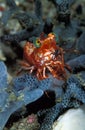 A tiny bright orange saron shrimp, Indonesia