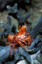 A tiny bright orange saron shrimp, Indonesia