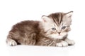 Tiny british kitten looking at camera. isolated on white