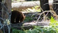 A tiny brown bear on a downed tree