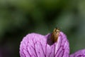 Brown beetle creeps up from over a pink Geranium endressii flower Royalty Free Stock Photo