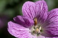 Brown beetle creeps up from over a pink Geranium endressii flower