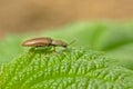 Tiny brown click beetle on a green leaf