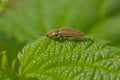 Tiny brown click beetle on a green leaf