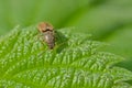 Tiny brown click beetle on a green leaf