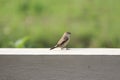 A tiny brown finch is looking upwards on a wall of house. Excellently formal bird is popular and widely seen across asia