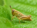 Tiny Brown Grasshopper