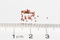 Tiny brown lithops seeds against a ruler Royalty Free Stock Photo