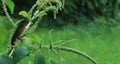 A tiny brown lizard is hanging on a plant after the rain stops. Royalty Free Stock Photo