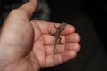 A tiny brown lizard on the photographer`s hand in Venezuela.